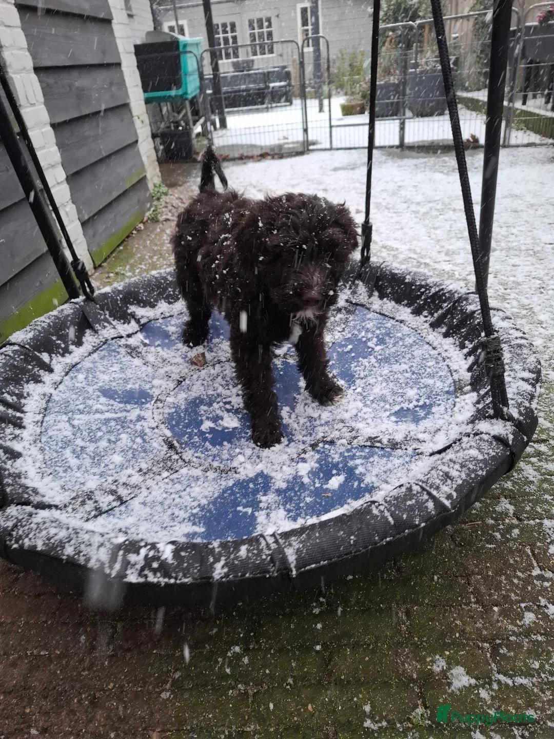 Barbet honden te koop: Hazel zoekt haar gouden mandje - Advertentie 6