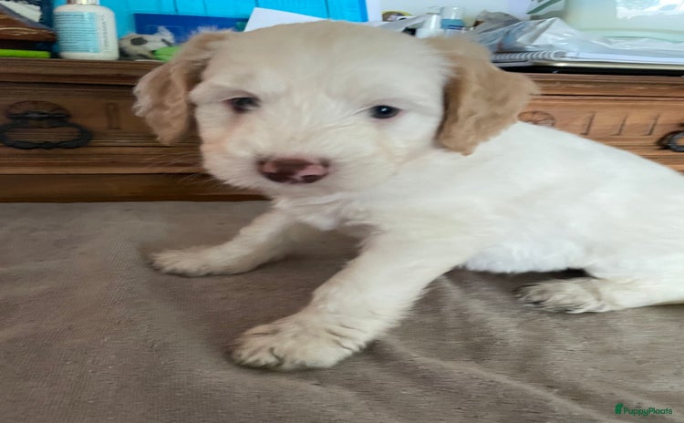 Australian Labradoodle honden in Strijen - Advertentie 2