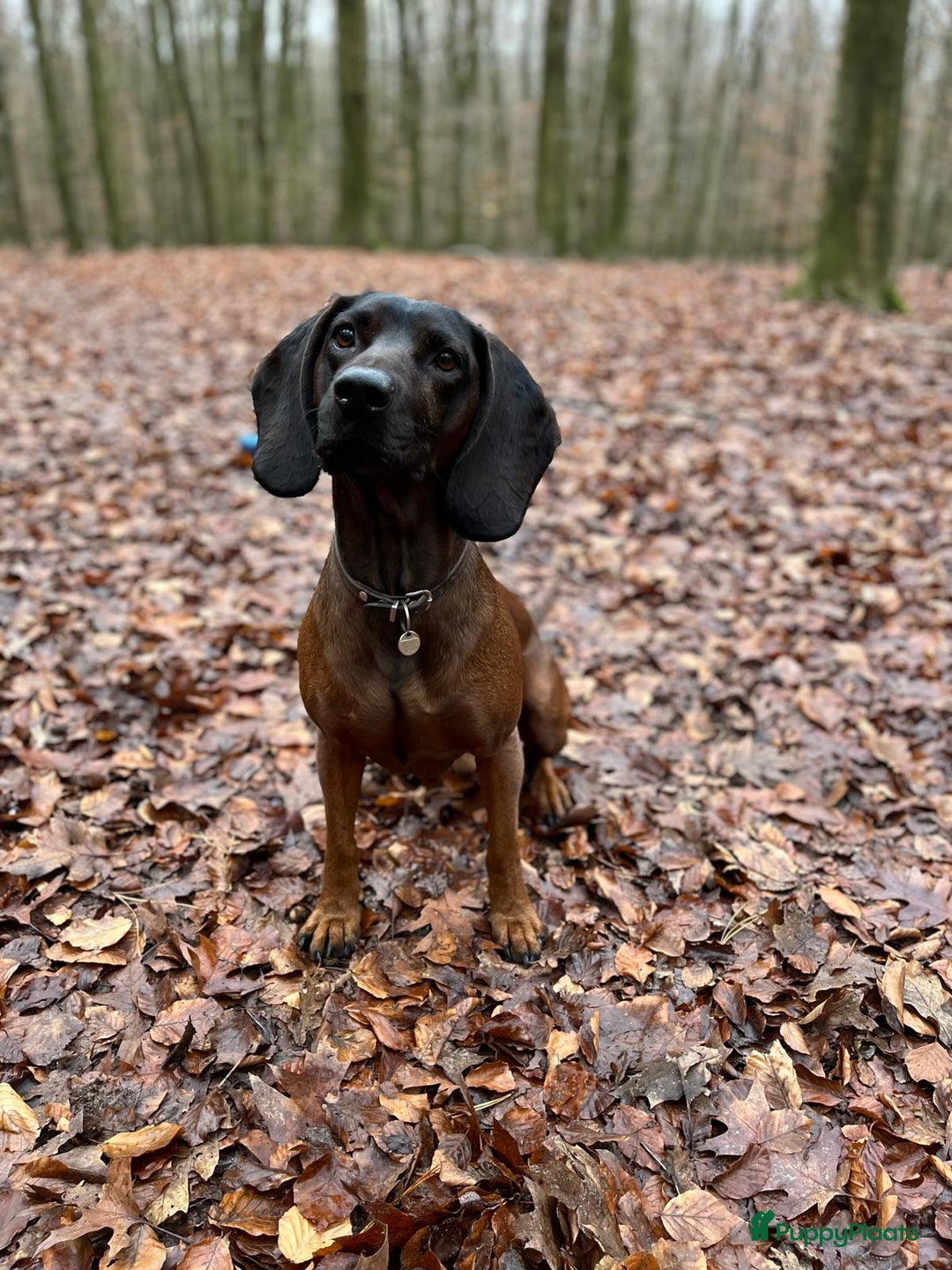 Labrador Retriever honden te koop: Knappe labrador x beierse bergzweethond mix - Afbeelding 15
