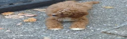 Cavapoo honden te koop: Cavapoo Pups - Advertentie 7