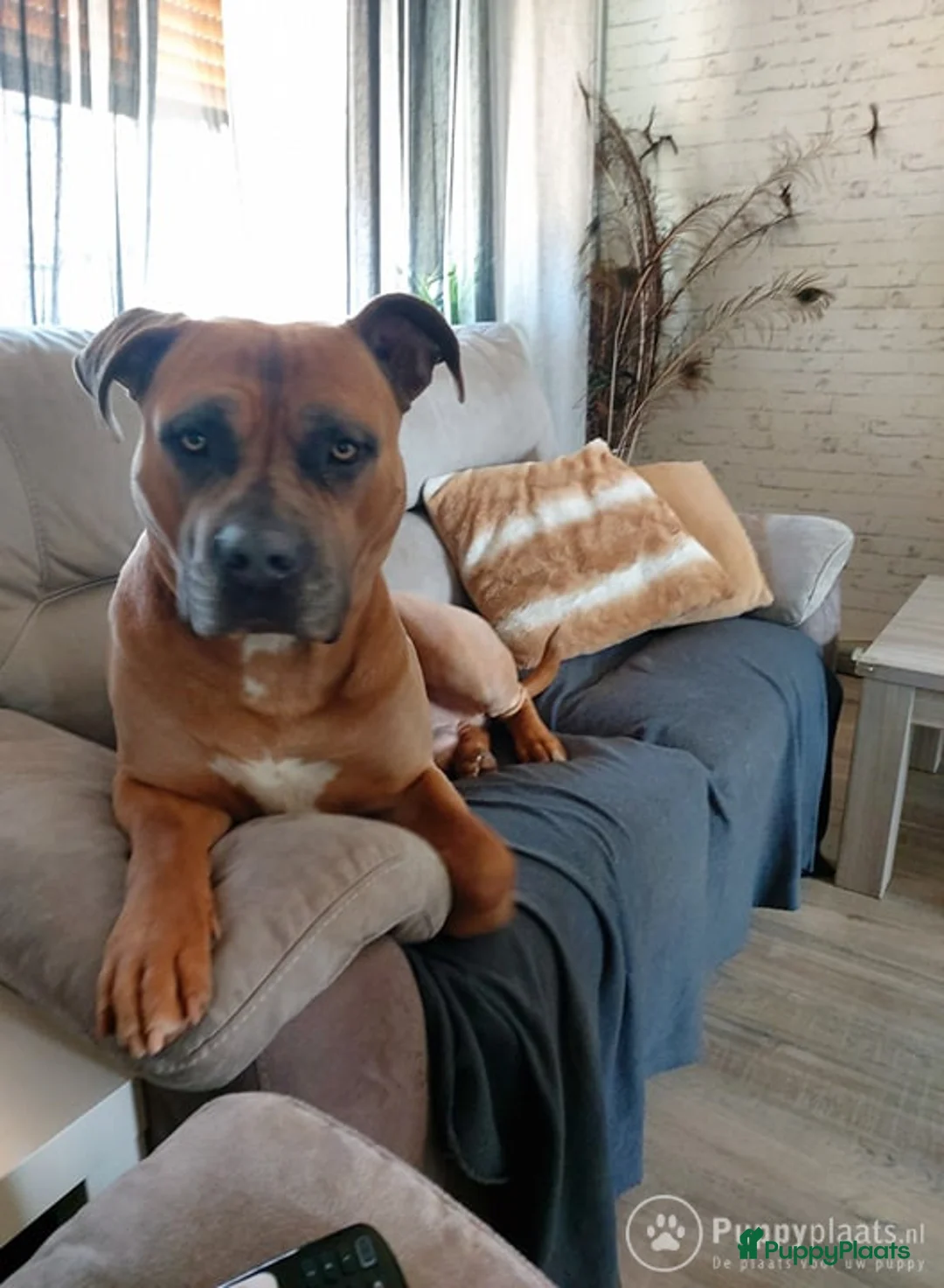 Kruising honden ter dekking: Amircan bully xl  zeer mooi in Heerlen - Advertentie 4