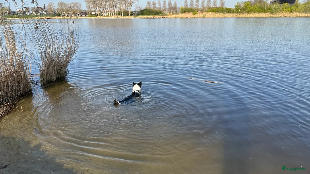 Border Collie honden ter dekking: Border Collie Dekreu in Terneuzen - Advertentie 7