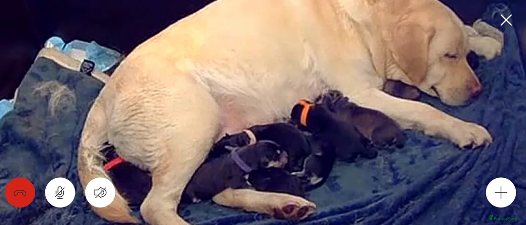 Kruising honden te koop: Unike Labrakita pups (Labrador x Akita) - Advertentie 2