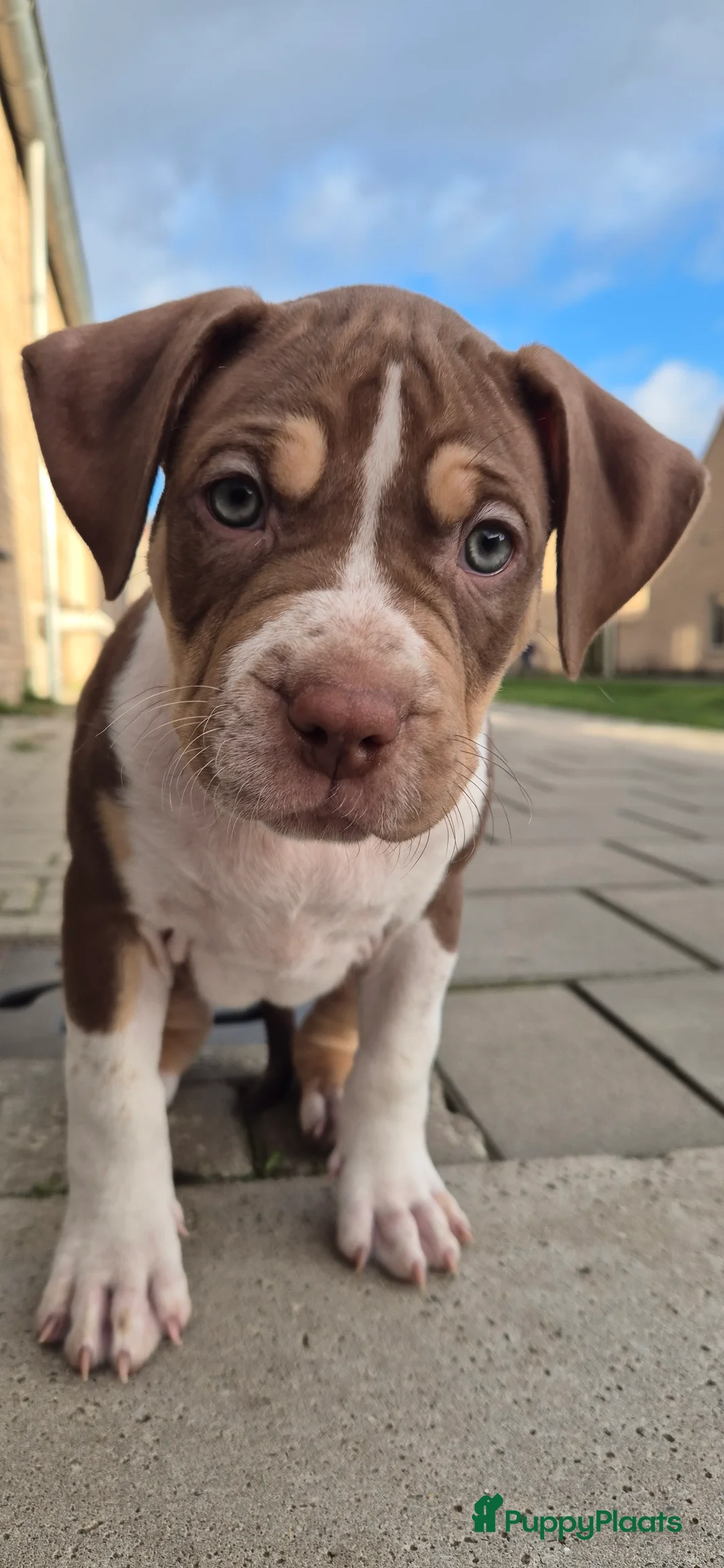 Amerikaanse Bully honden te koop: American Bully pupjes - Advertentie 6