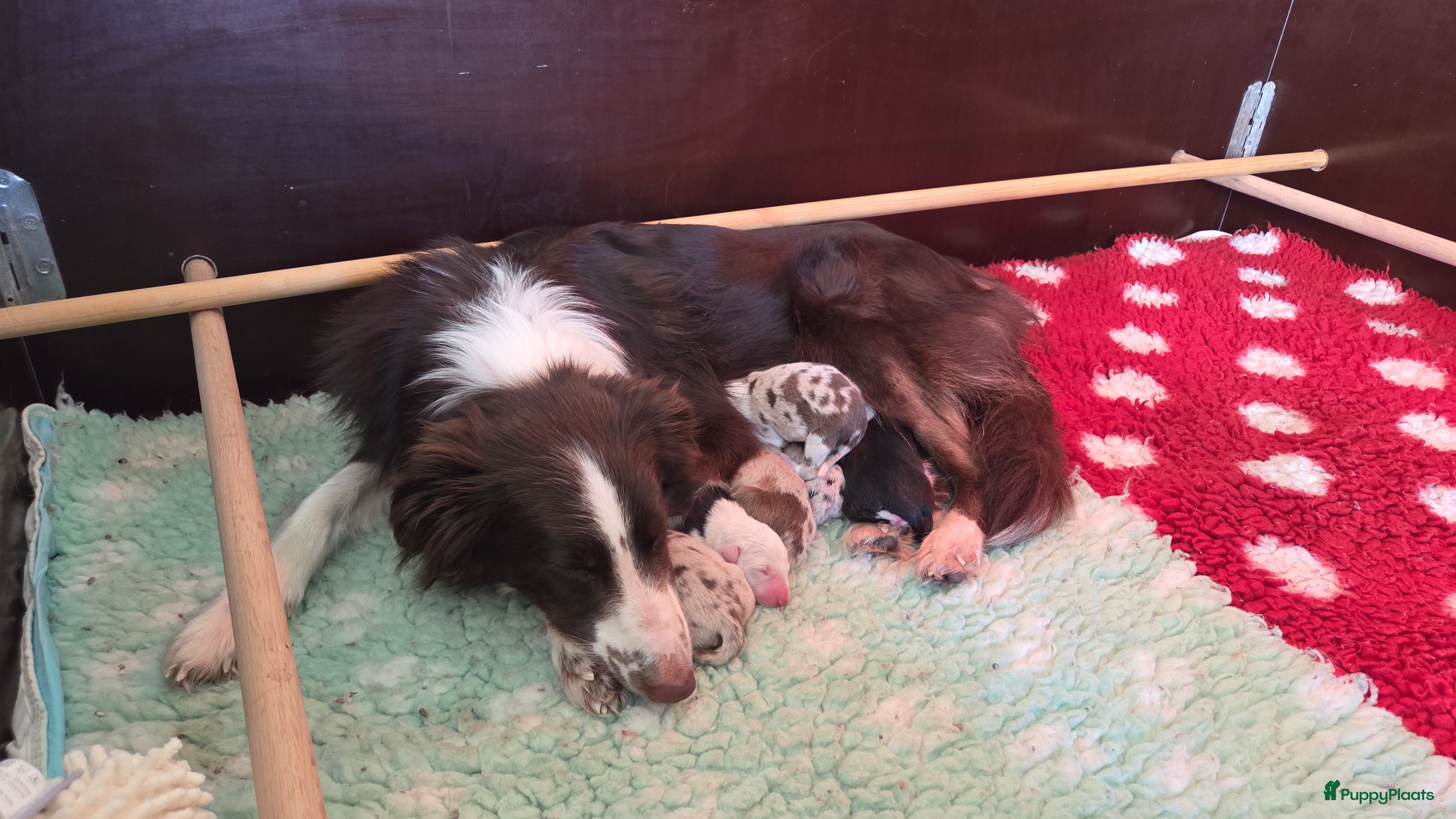 Border Collie honden Bordercollie pups te koop - Advertentie 1