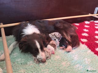 Border Collie honden Bordercollie pups te koop - Advertentie 1