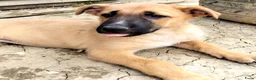 Kruising honden ter adoptie: Rebel een schat van een hondje zoekt een baasje  - Advertentie 5