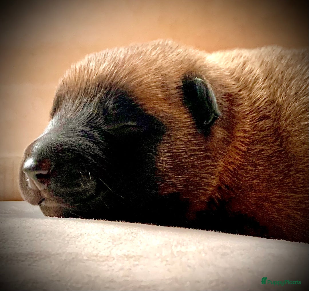 Mechelse Herder honden te koop: Mechelse herder pups met stamboom F.C.I - Advertentie 17