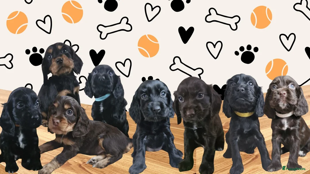 Engelse Cocker Spaniel honden te koop: Cocker Spaniel pup - Advertentie 2