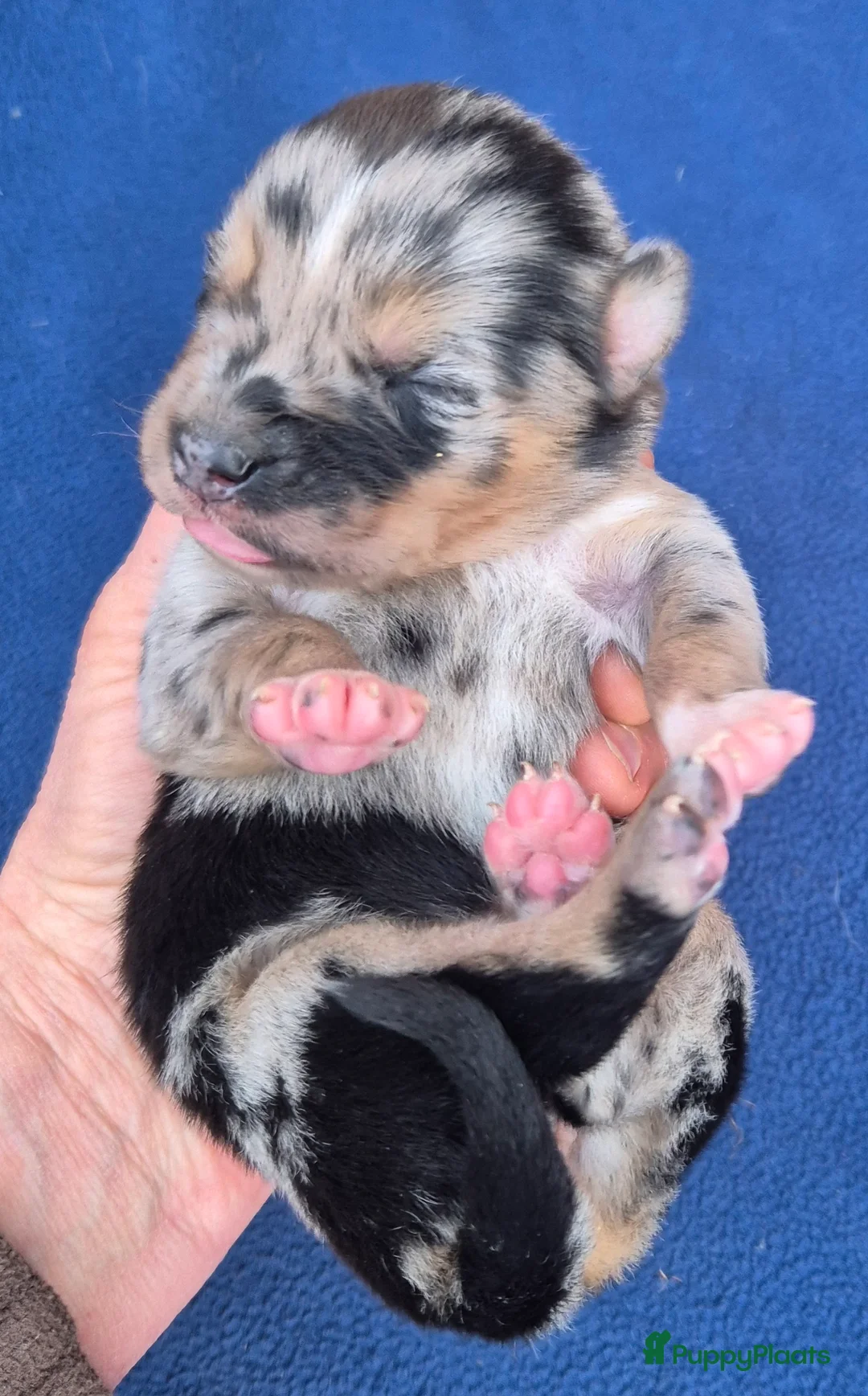 Kruising honden te koop: Australian shepherd x Pomsky (mini-aussie) - Advertentie 18