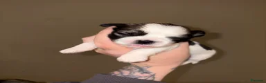 Kruising 2