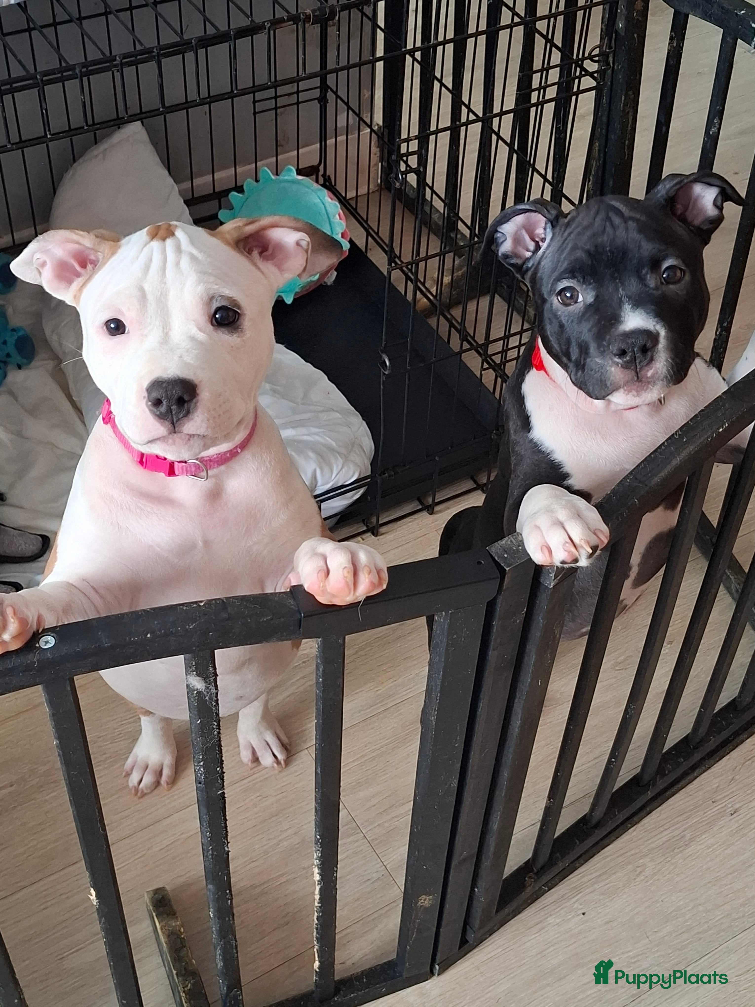 American Staffordshire Terriër honden American Staffordshire Terriers Pupps  - Advertentie 17