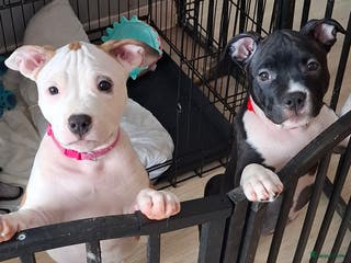 American Staffordshire Terriër honden American Staffordshire Terriers Pupps - Advertentie 17