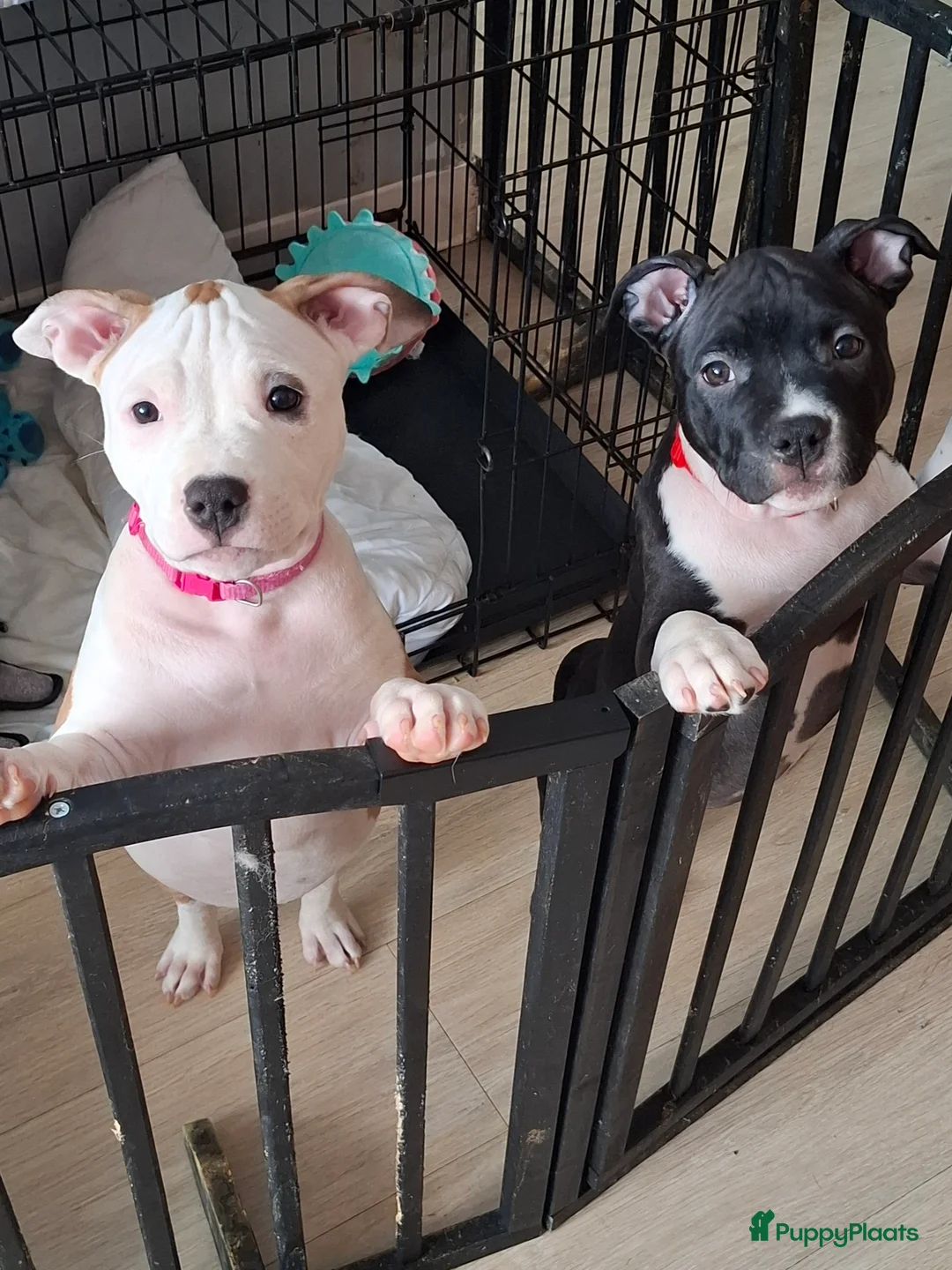 American Staffordshire Terriër honden te koop: American Staffordshire Terriers Pupps  - Advertentie 3