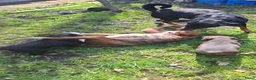 Kruising honden te koop: Rottweiler x RottweilerxBullyXL - Advertentie 17