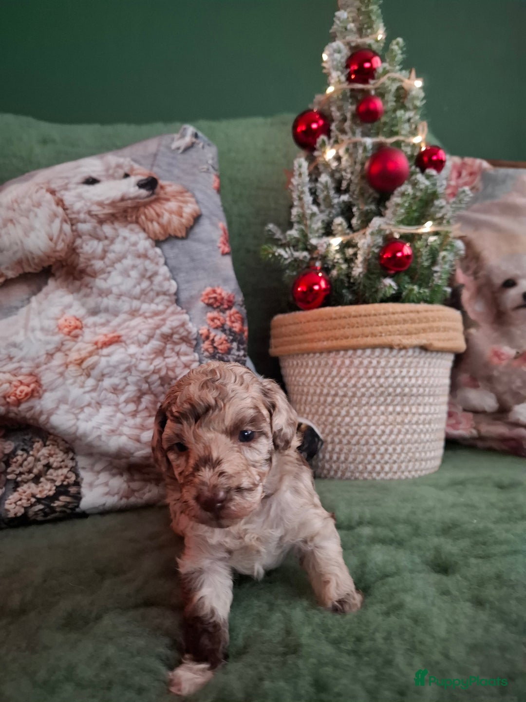 Poedel Toy honden te koop: Mooie chocolade merle pups - Advertentie 9