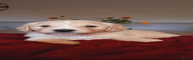 Kruising 8