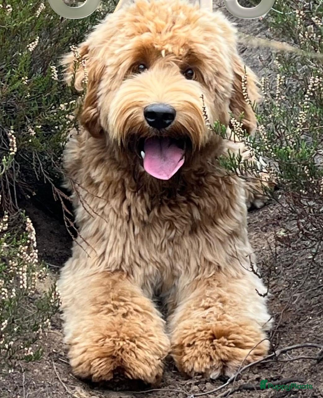 Australian Labradoodle honden Prachtige Australian Labradoodle pups - Advertentie 17