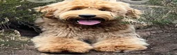 Australian Labradoodle honden te koop: Prachtige Australian Labradoodle pups in Velp - Advertentie 1