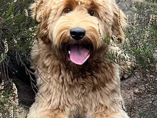 Australian Labradoodle honden Prachtige Australian Labradoodle pups - Advertentie 2