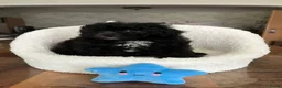 Maltipoo honden te koop: Maltipoopups  - Advertentie 10