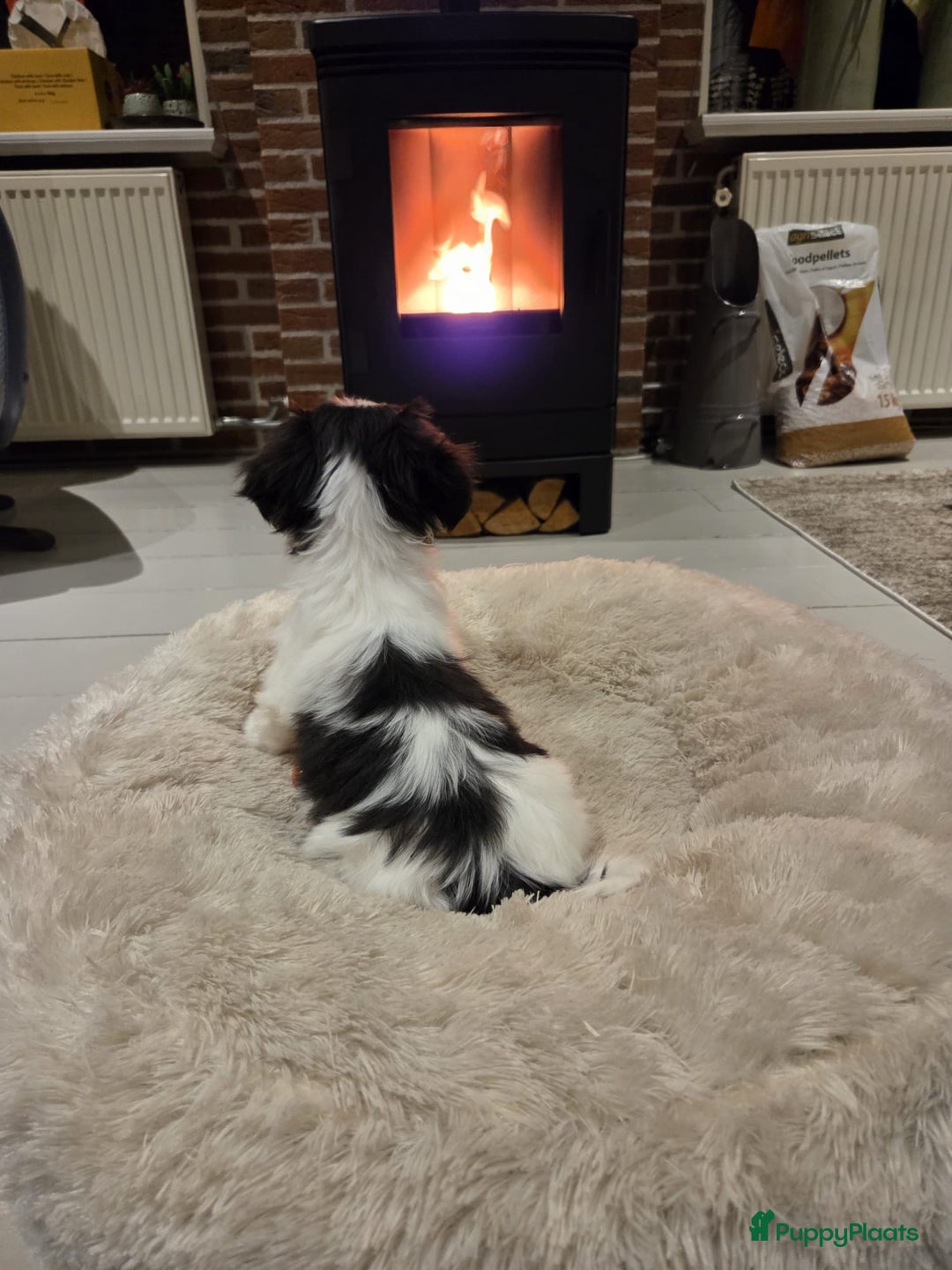 Malshi honden te koop: Prachtige Boomer pups - Advertentie 2