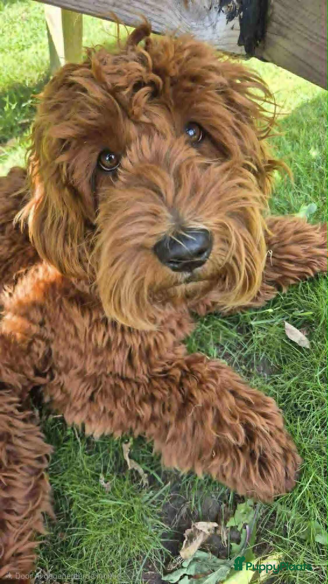 Australian Labradoodle honden ter dekking: Australische Labradoodle  - Advertentie 3