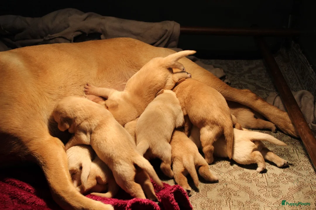Labrador Retriever honden te koop: Leuke blonde labrador pups met stamboom - Advertentie 1