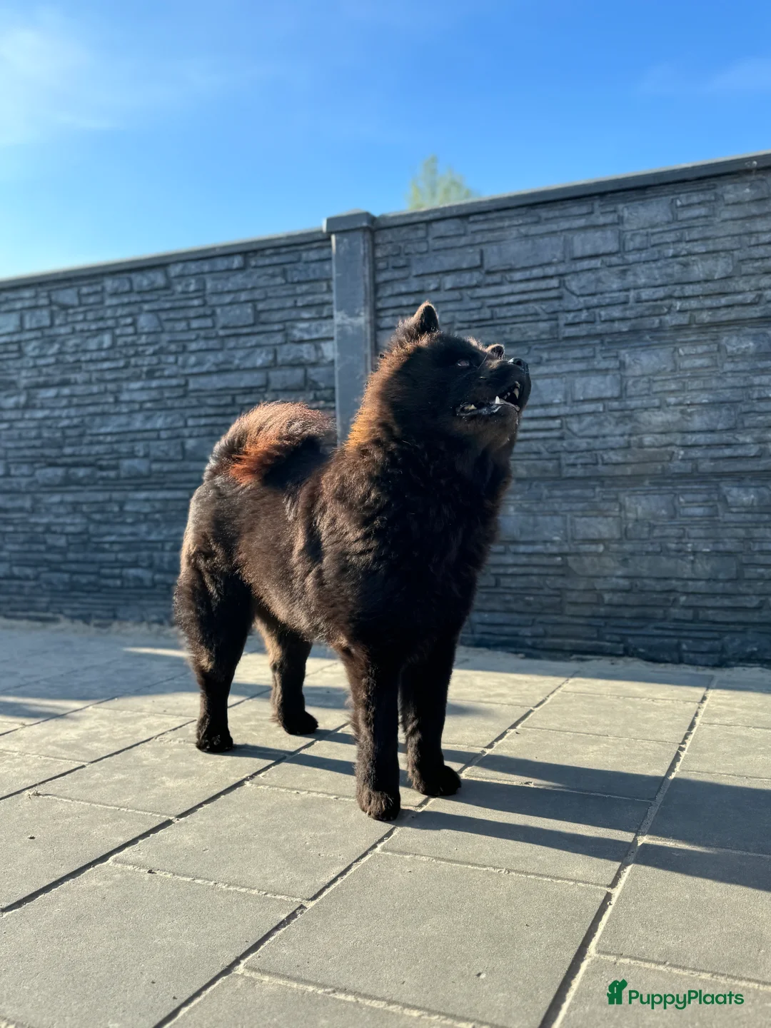 Chow Chow honden te koop: Chow Chow pups teefjes zwart - Advertentie 2
