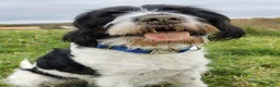 Cockapoo honden te koop: Cockapoo F1b huiselijke kring geteste ouders - Advertentie 2