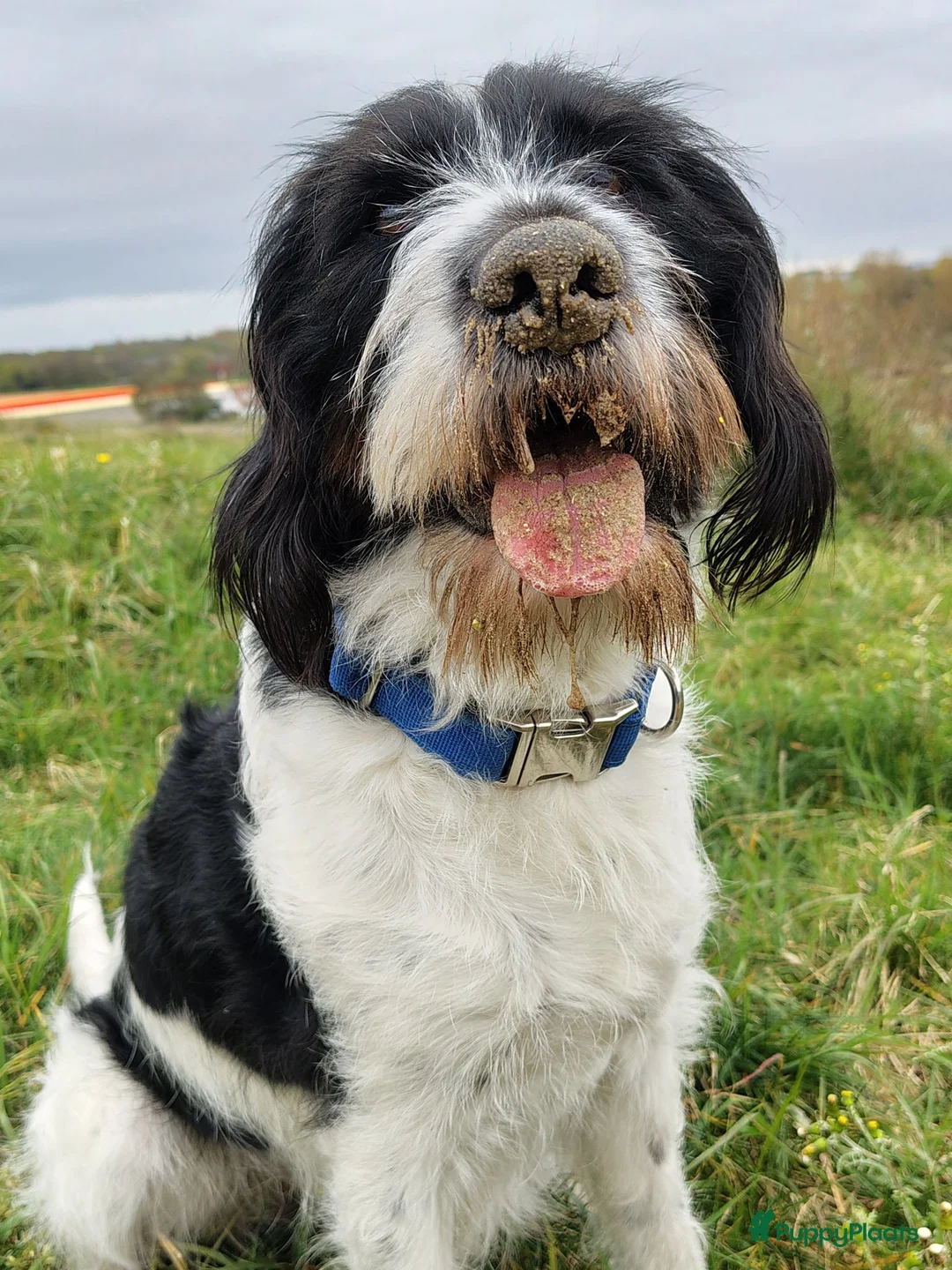 Cockapoo honden te koop: Cockapoo F1b huiselijke kring geteste ouders - Advertentie 2