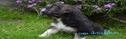 Kruising honden te koop: Prachtige puppy's Border-Collie/Golden Retriever - Advertentie 7