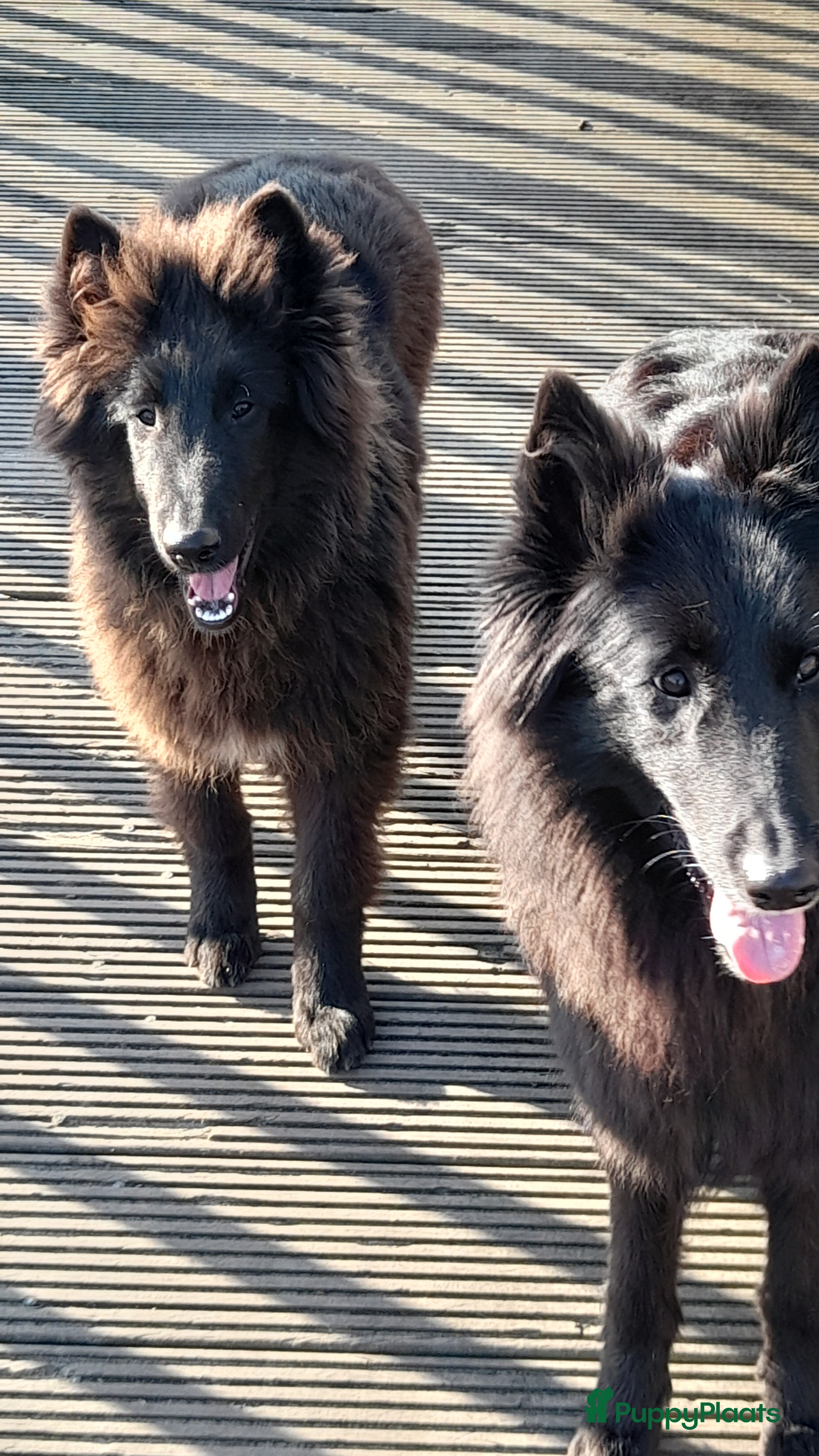 Groenendaeler honden Groenendaeler pups te koop - Advertentie 1