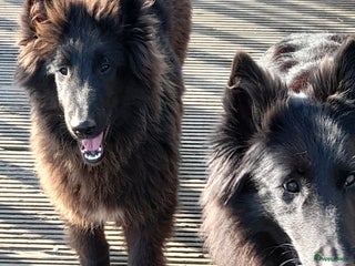 Groenendaeler honden Groenendaeler pups te koop - Advertentie 1