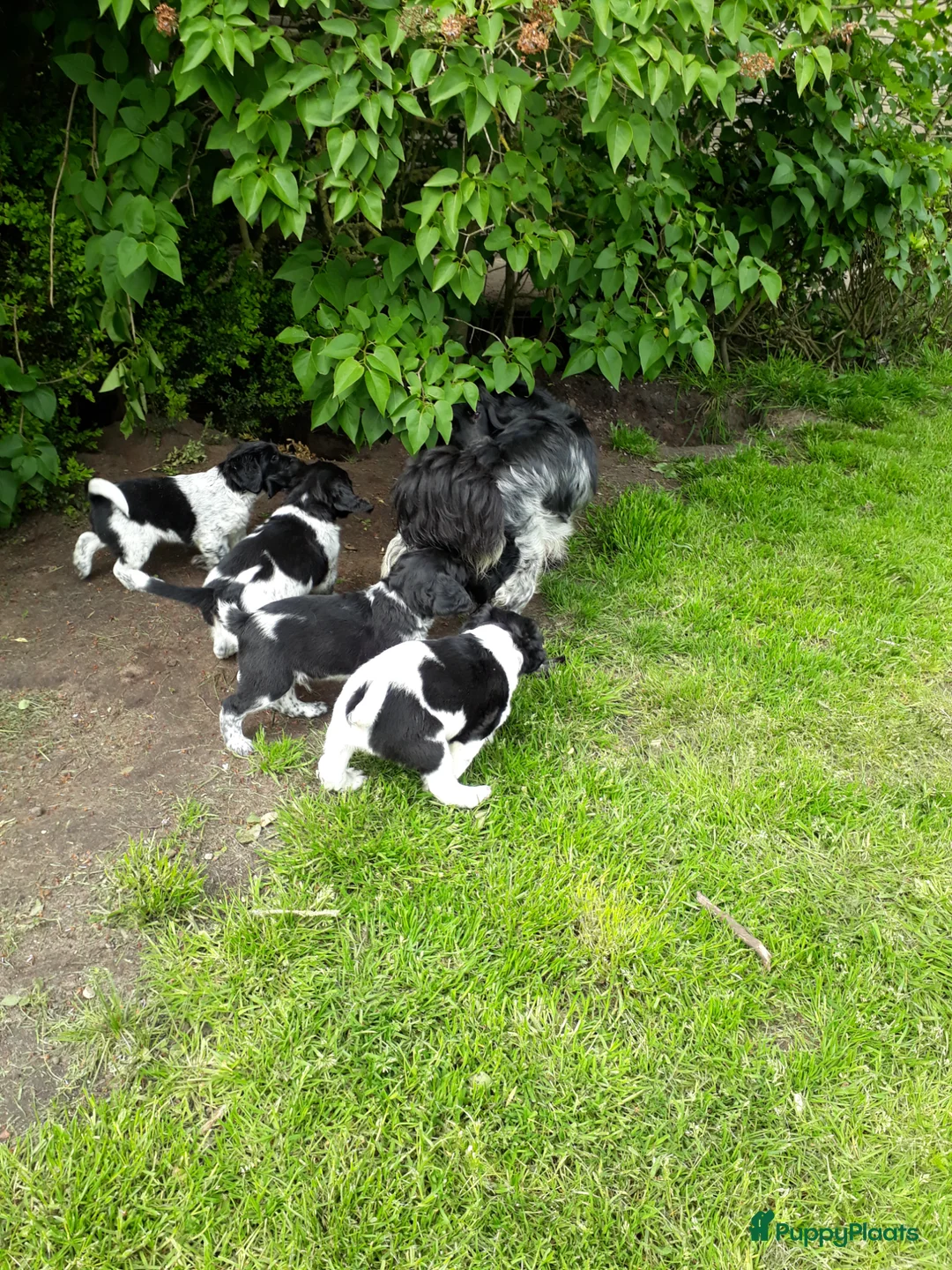Friese Stabij honden te koop: Prachtige Friese Stabij pups reutjes! - Advertentie 19
