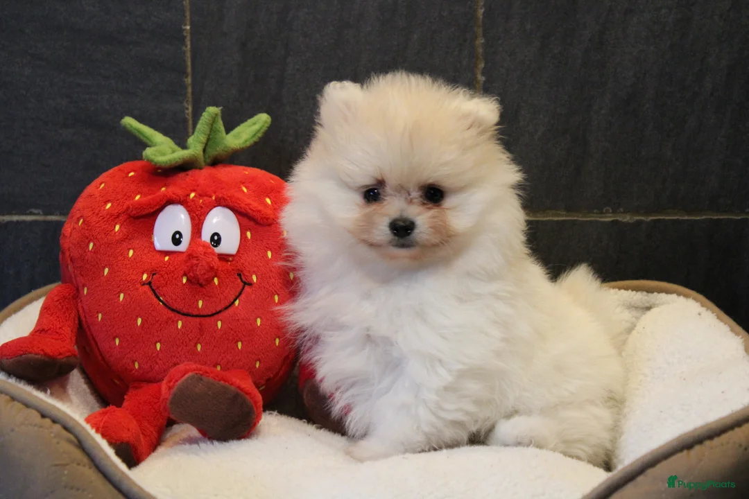 Pomeriaan honden te koop: Pomeriaan pups - Advertentie 13