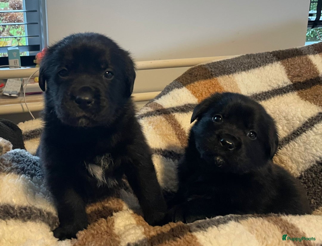 Kruising honden te koop: Mooie boulabjes te koop  - Advertentie 4