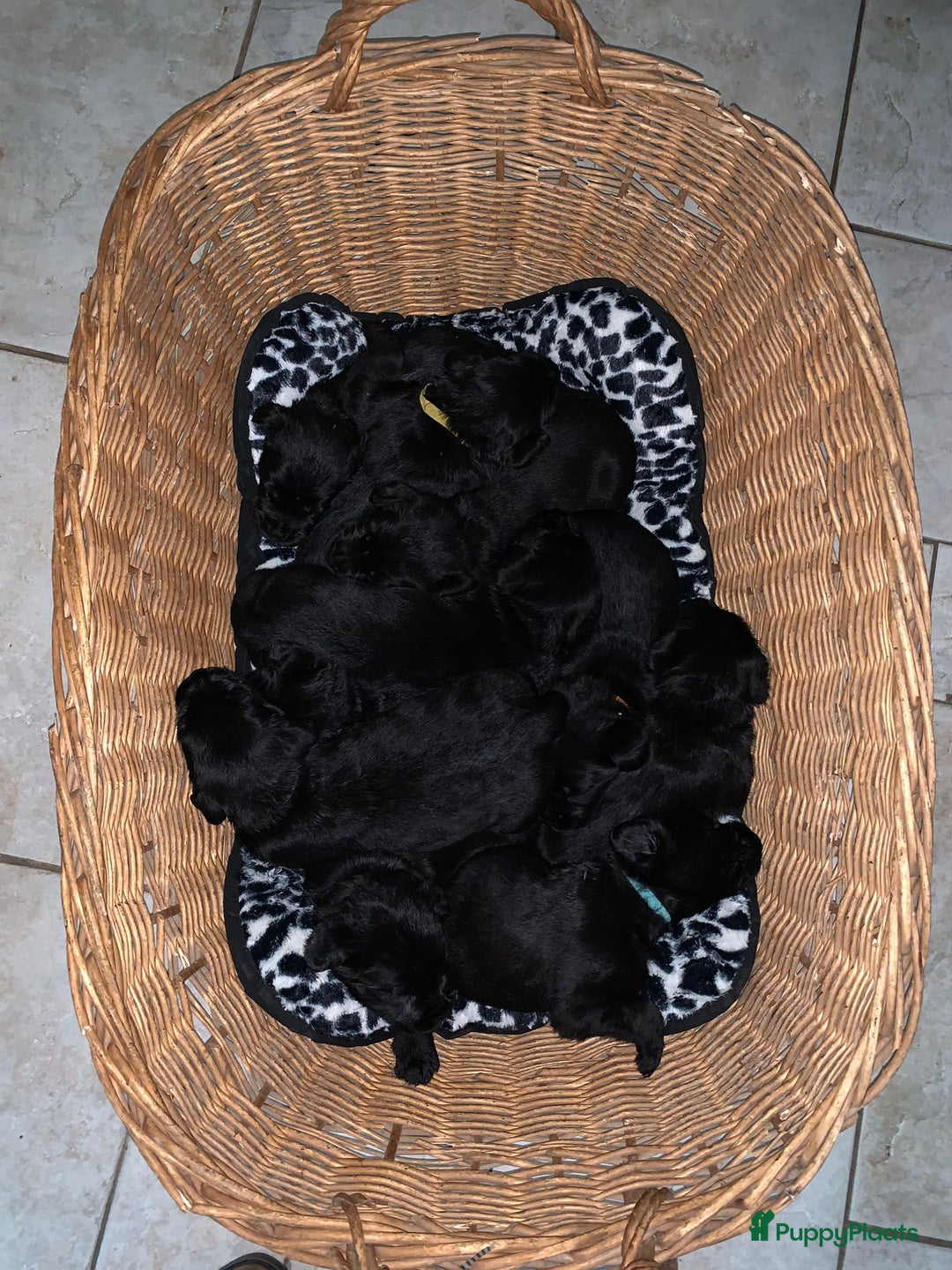 Kruising honden te koop: Puppy’s te koop – Labrador x Riesenschnauzer mix - Advertentie 25