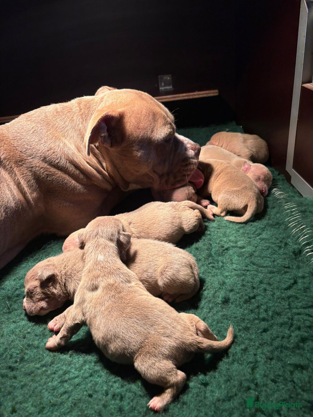 Amerikaanse Bully honden te koop: Aankondiging American Pocket Bully 🐾 - Advertentie 10