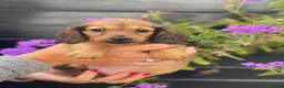 Teckel (langhaar) honden te koop: Langharige teckel pups - Advertentie 11