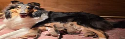 Schotse Herdershond langhaar honden te koop: Collie pups beschikbaar  in Kruisland - Advertentie 1