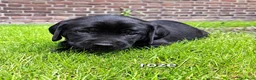 Labrador Retriever honden te koop: Labrador kruising - Advertentie 6