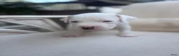 American Staffordshire Terriër honden te koop: 🐶🐾Amerikaanse Staffordshire Terrier🐾🐶 - Advertentie 5