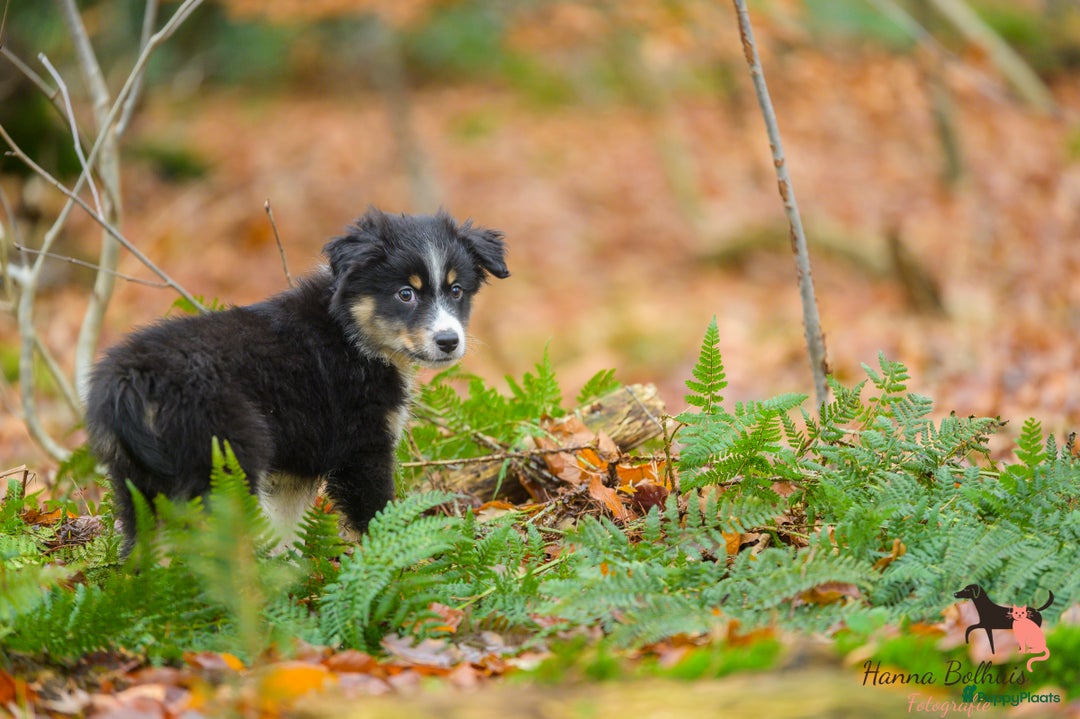 Australian Shepherd honden te koop: Miniature American Shepherd - Advertentie 3