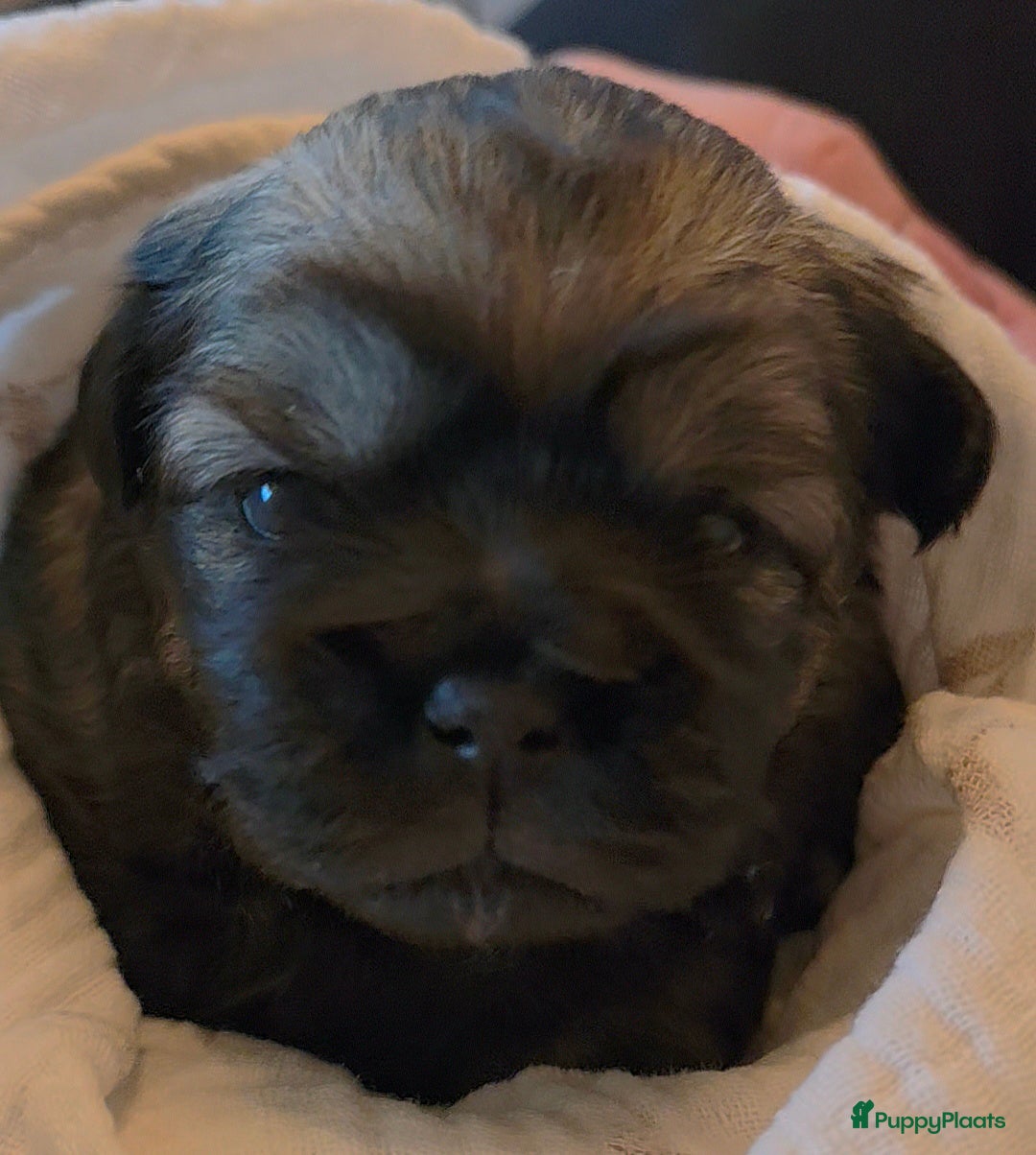 Tibetaanse Spaniel honden te koop: Tibetaanse spaniel pups beschikbaar (Groningen) - Advertentie 18