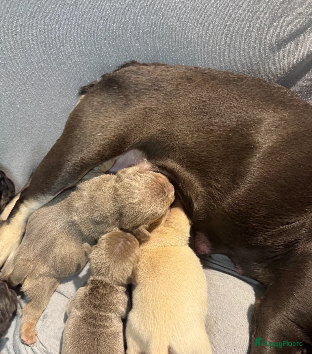 Franse Bulldog honden te koop: Unieke Franse Bulldog pups  - Advertentie 2