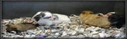 Kruising honden te koop: Pomeriaan x Boomer kruising pups - Advertentie 9