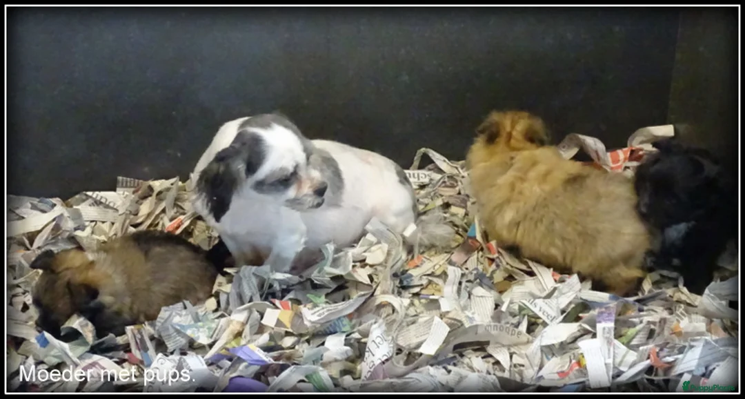 Kruising honden te koop: Pomeriaan x Boomer kruising pups - Advertentie 9