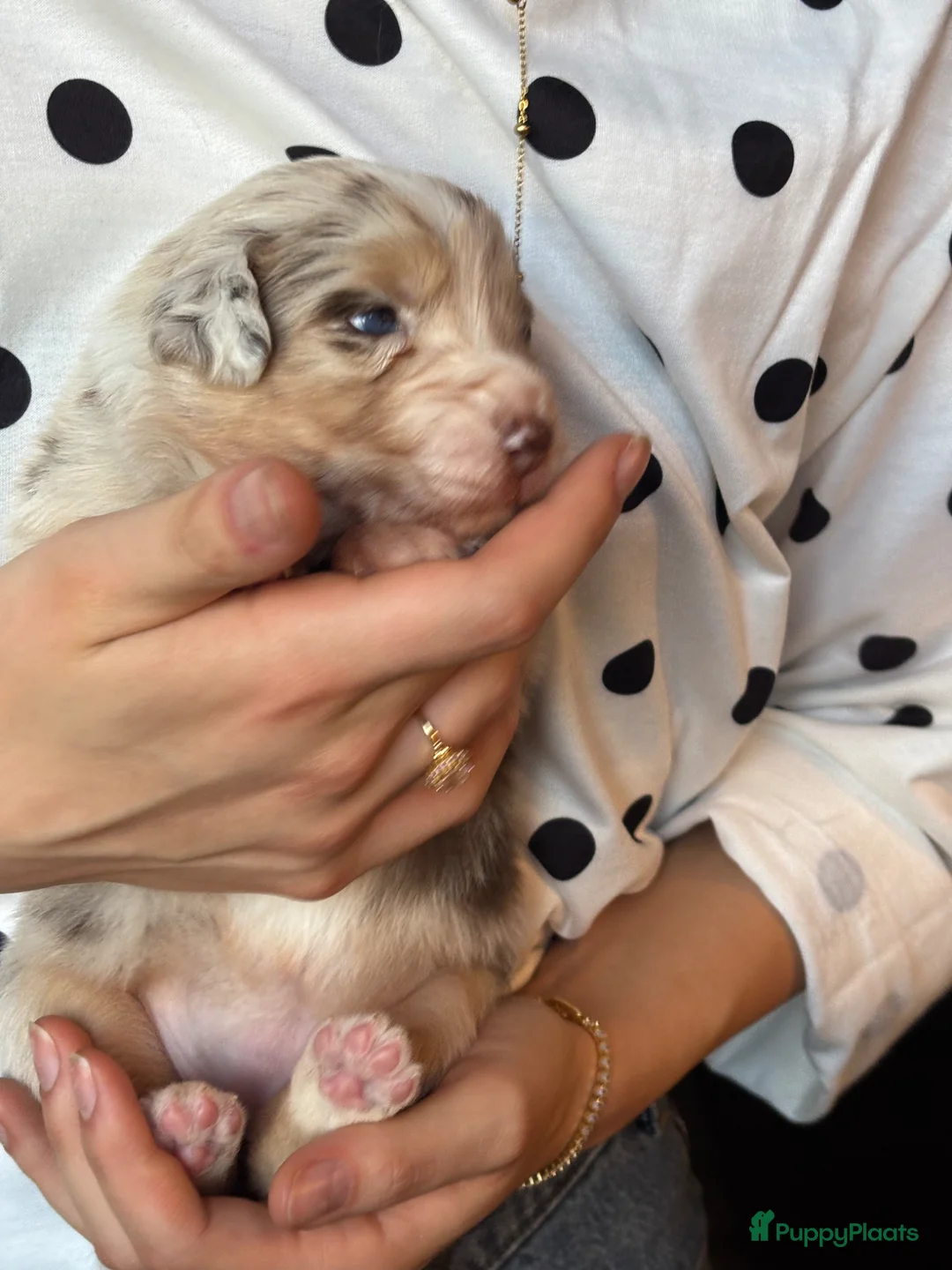 Australian Shepherd honden te koop: Australische herder pups van 17-3. 2 teven te koop - Advertentie 17