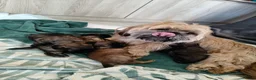 Shih Tzu honden te koop: 6 Mooie shih tzu pups - Advertentie 1